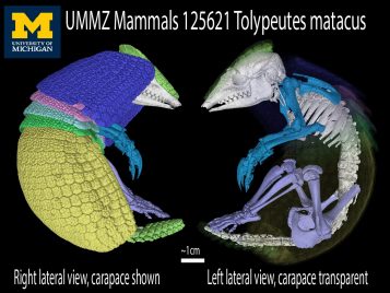 ummz-mammals-125621_Tolypeutes-matacus VG ai